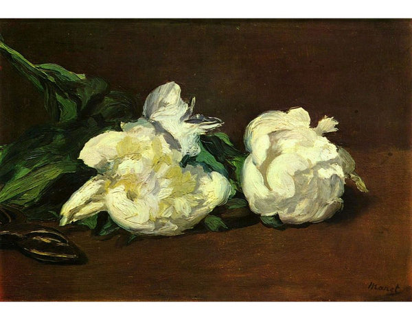 Branch Of White Peonies With Pruning Shears 