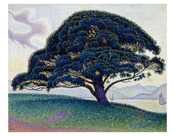 The Bonaventure Pine, 1893 