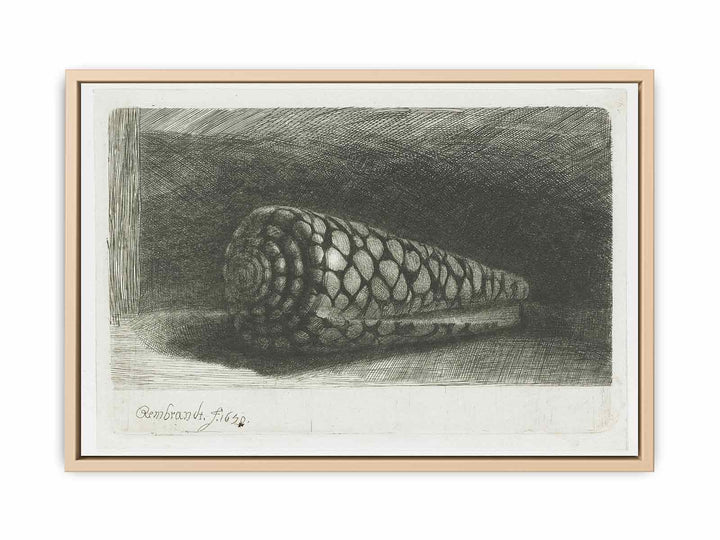 Cone Shell (Conus marmoreus)
 Painting