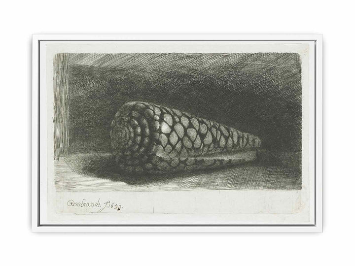Cone Shell (Conus marmoreus)
 Painting