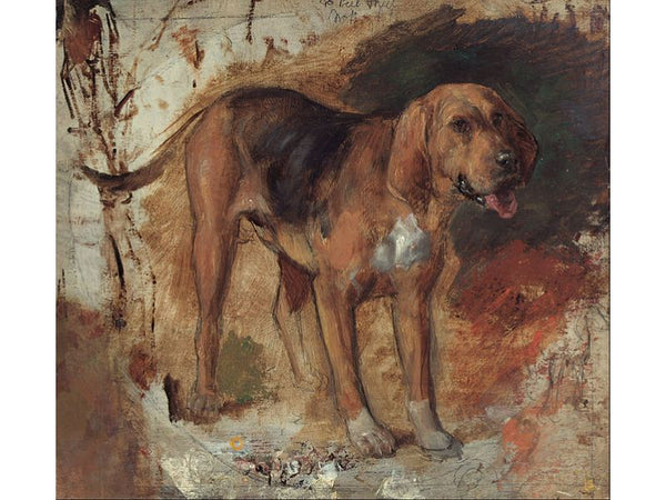 Study of a Bloodhound
