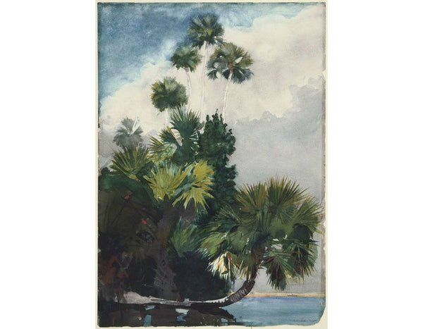 Palm Trees, Florida
