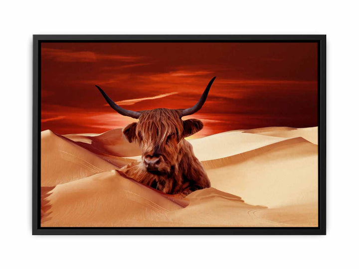 Higland Cow In Desert 