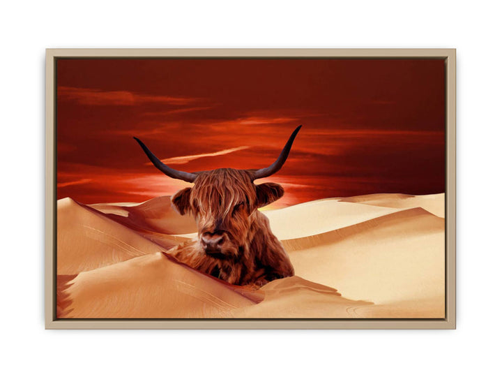 Higland Cow In Desert 