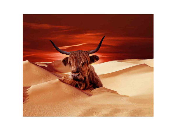 Higland Cow In Desert