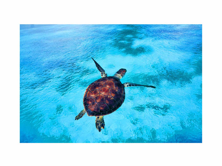  Sea Turtle Painting