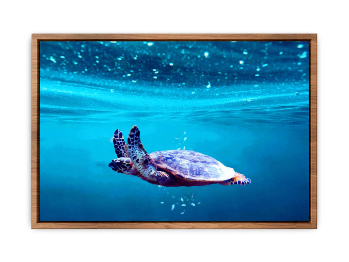 Sea Turtle Art 