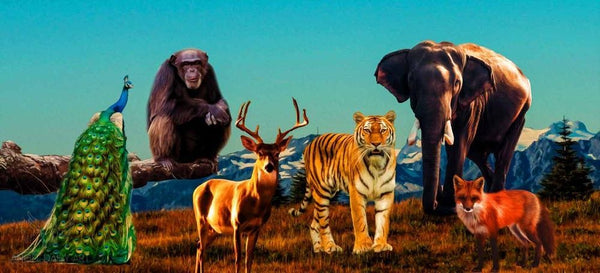 Lion Animal Group Panorama Painting