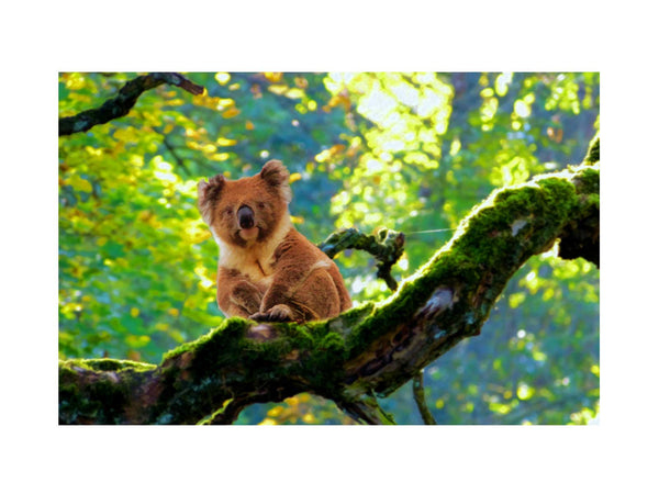 Koala On Tree  Painting