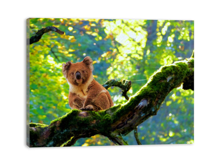 Koala On Tree  Painting 