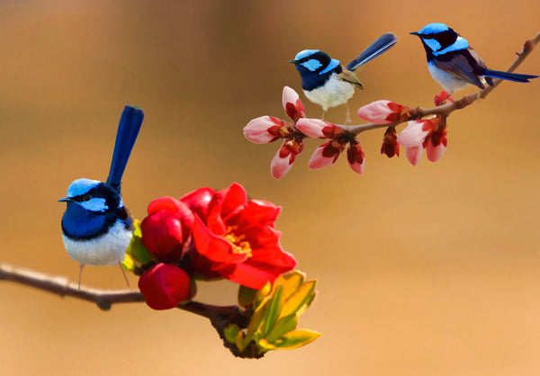 Blue Bird Sparrow Painting
