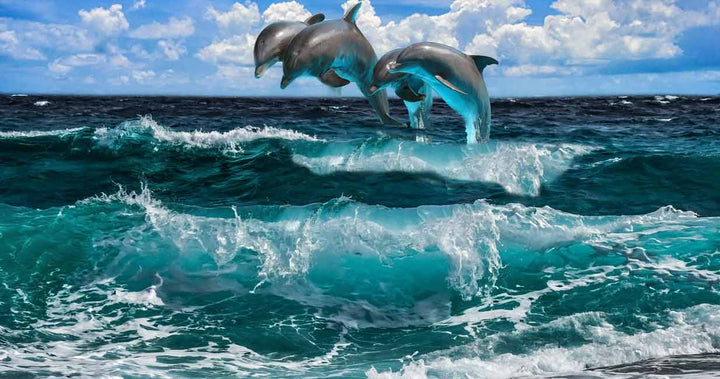 Three Dolphin dancing on water Painting