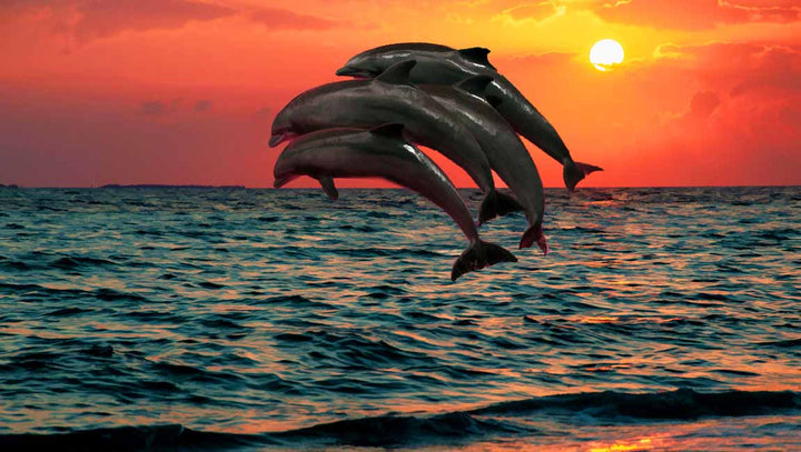 Four Dolphin dancing on water Painting