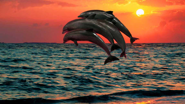 Four Dolphin Painting