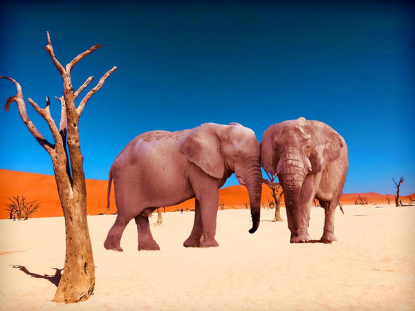 Africa Elephant Painting