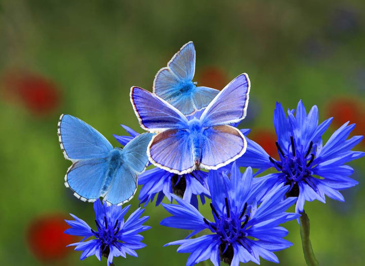 Blue And White Butterfly Painting