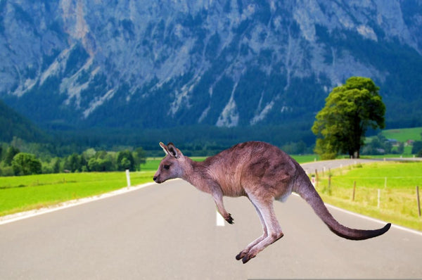 Running kangaroo Painting